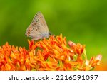 Coral Hairstreak on butterfly milkweed