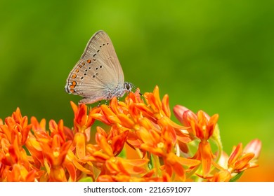 Coral Hairstreak On Butterfly Milkweed