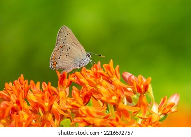 Coral Hairstreak On Butterfly Milkweed