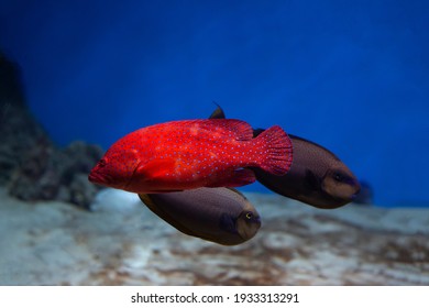 Coral hind grouper (Cephalopholis miniata)  in the aquarium.