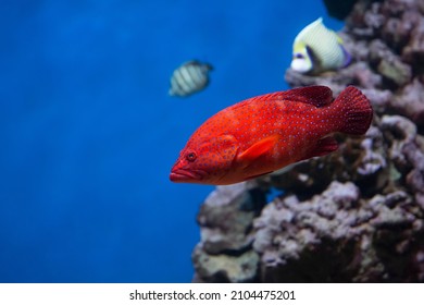 Coral hind grouper (Cephalopholis miniata)  in the aquarium.
