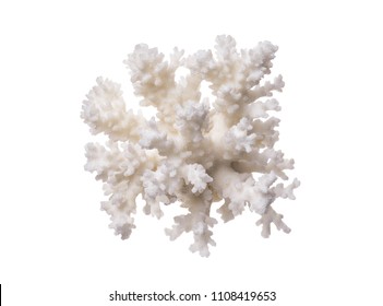 Coral Isolated On A White Background