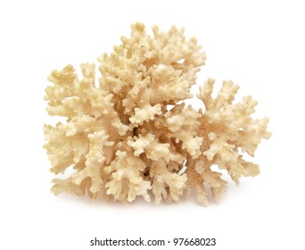 Coral Isolated On White Background