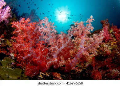 Coral Life Span