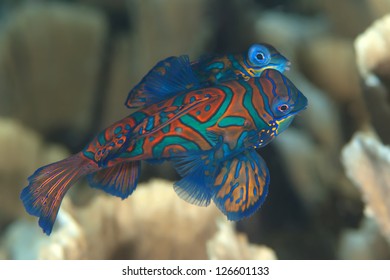 Coral Mandarinfish