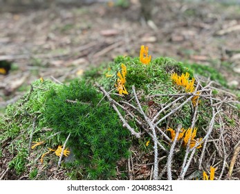 Coral Mushrooms in the forest with cap and stem .Mycelium is not visible and it is hidden in the soil covered by moss and tree branches. Yeallow colour makes fungi very interesting and fancy. Czechia.
