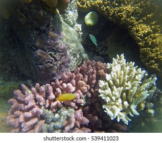 Coral On The Great Barrier Reef That Was Subjected To Warmer Sea Temperatures In 2016 Causing A Mass Coral Bleaching Event. 