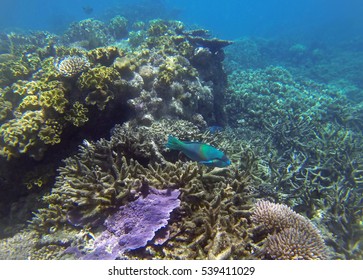 Coral On The Great Barrier Reef That Was Subjected To Warmer Sea Temperatures In 2016 Causing A Mass Coral Bleaching Event. 