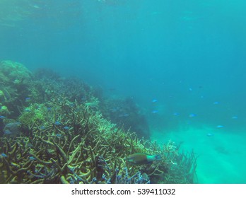 Coral On The Great Barrier Reef That Was Subjected To Warmer Sea Temperatures In 2016 Causing A Mass Coral Bleaching Event. 