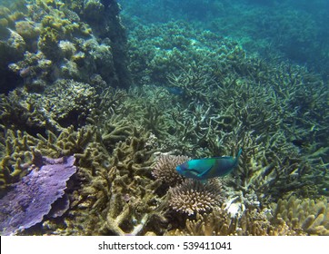 Coral On The Great Barrier Reef That Was Subjected To Warmer Sea Temperatures In 2016 Causing A Mass Coral Bleaching Event. 