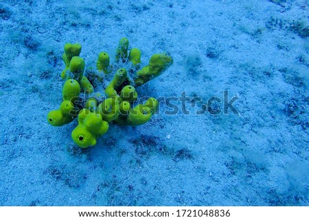Coral on Museo Atlantic, Lanzarote, Islas Canarias Foto stock © 