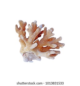 Coral On White Background