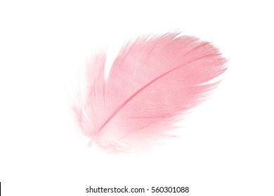 Coral Pink Feather On White Background