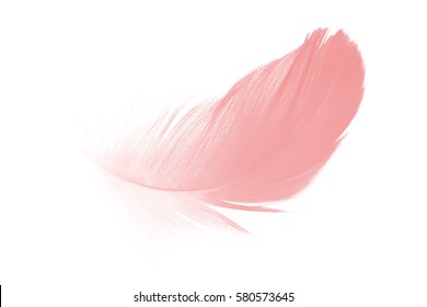 Coral Pink Feather On White Background