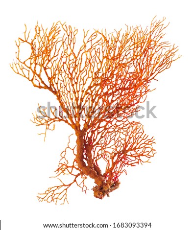 Coral Plant Isolated On White Background