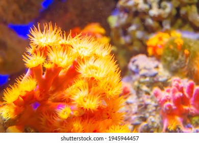 Coral Polyps Of Deep Yellow Color With Loose Stinging Cells For Phytoplankton Catcher