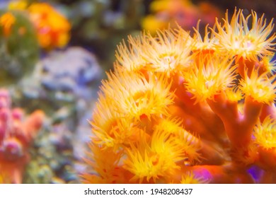 Coral Polyps Of Deep Yellow Color With Loose Stinging Cells For Phytoplankton Catcher