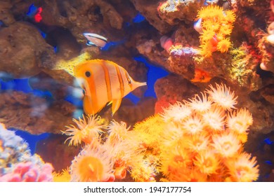 Coral Polyps Orange Tropical Fish Of Deep Yellow Color With Loose Stinging Cells For Phytoplankton Catcher