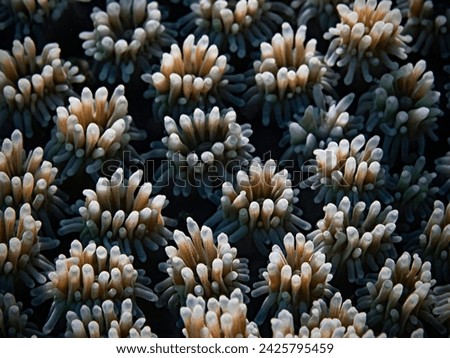 Coral polyps of a stone coral