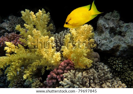 Coral rabbitfish (siganus corallinus)  in the Red Sea, Egypt.
