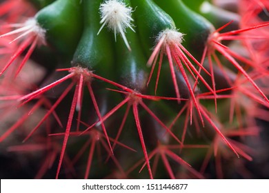 Coral red needles of a cactus. Desert Barrel Cactus close-up. New white needles on a cactus. trend color