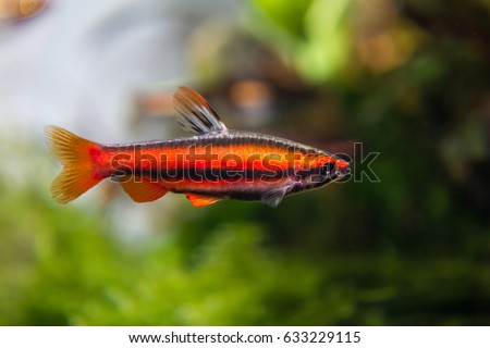 Coral Red Pencil Fish (Nannostomus mortenthaleri)