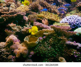 Coral Reed With Fish And Coral