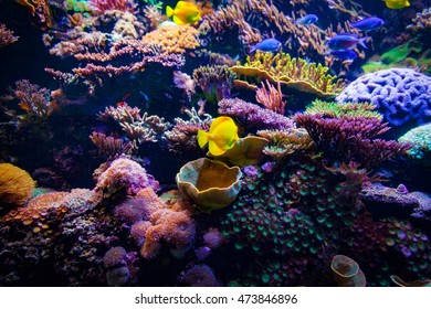 Coral Reed With Fish And Coral