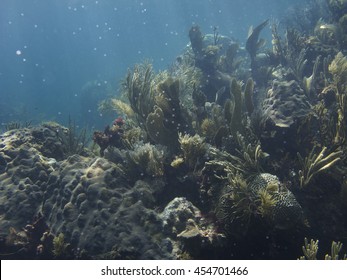 Coral Reed Sprinkeled With Divers Bubbles