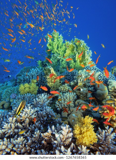 Coral Reef Acropor Flock Antias Stock Photo 1267658365 | Shutterstock