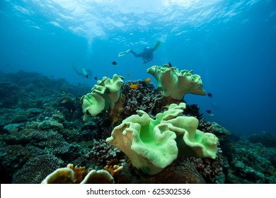 CoraL Reef. Apo Island. Philippines.