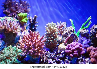 Coral Reef Aquarium In Sunlight