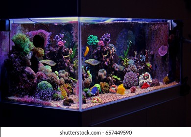 Coral Reef Aquarium Tank