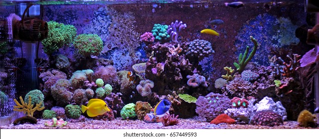 Coral Reef Aquarium Tank