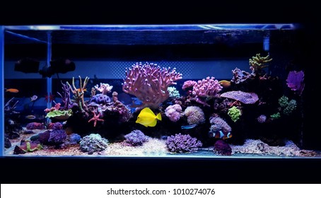 Coral Reef Aquarium Tank Scene