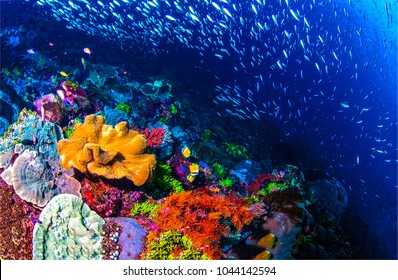Coral reef beautiful underwater landscape