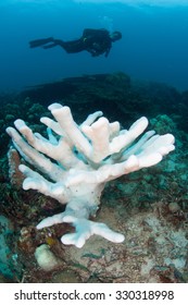 A Coral Reef Is Beginning To Bleach. Coral Bleaching Occurs When Intracellular Endosymbionts (zooxanthellae) Are Lost Due To High Sea Surface Temperatures Or Other Environmental Conditions.