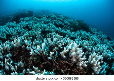 A Coral Reef Is Beginning To Bleach In The Pacific. Coral Bleaching Occurs When Intracellular Endosymbionts (zooxanthellae) Are Lost Due To High Sea Temperatures Or Other Environmental Conditions. 