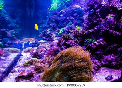 Coral Reef In A Big Aquarium