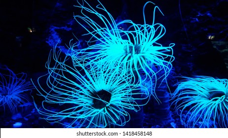 Coral Reef Bioluminescent Plante Of The Ocean