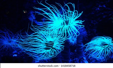 Coral Reef Bioluminescent Plante Of The Ocean