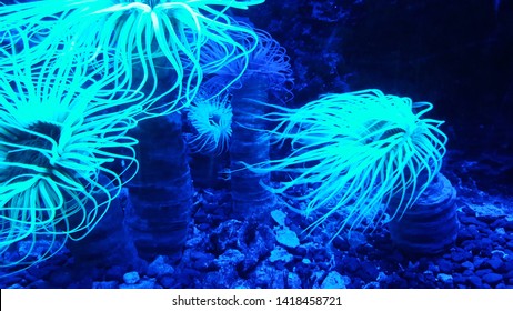 Coral Reef Bioluminescent Plante Of The Ocean