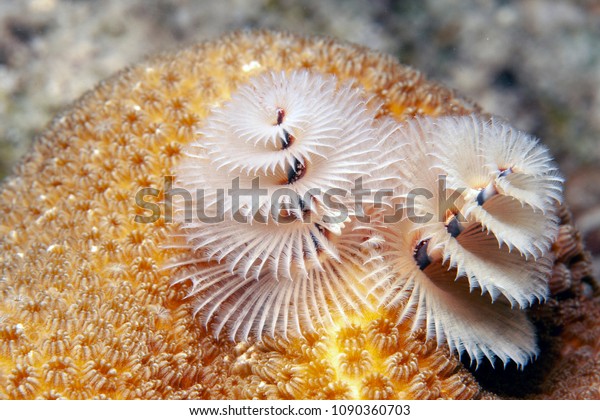 Coral Reef Carbiiean Sea Christmas Tree Stock Photo Edit Now