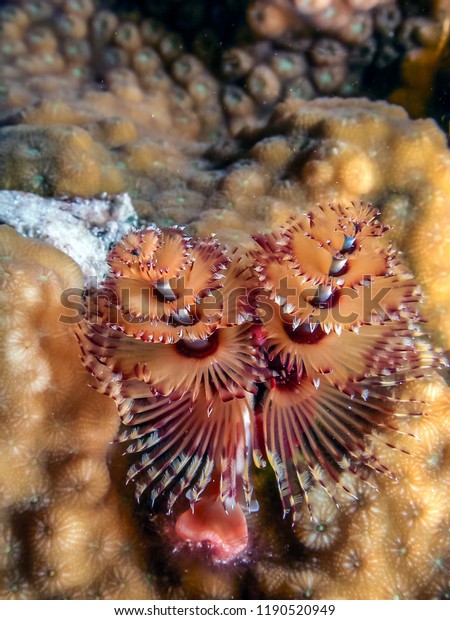 Coral Reef Carbiiean Sea Christmas Tree Stock Photo Edit Now