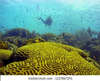 Coral reef in Carbiiean Sea with hovering scuba diver