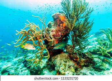 Coral reef in Carbiiean Sea off the coast of Bonaire in shallow water - Shutterstock ID 1133231720