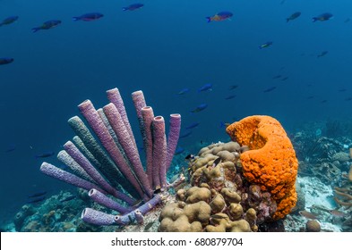 70 Orange elephant ear sponge Images, Stock Photos & Vectors | Shutterstock