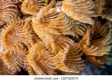 Coral Reef In Carbiiean Sea Social Feather Duster Close Up