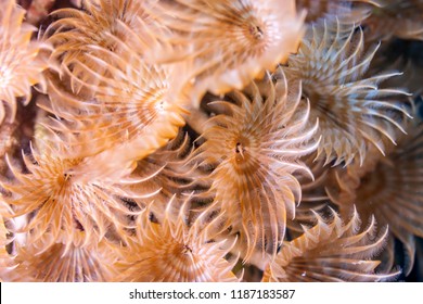 Coral Reef In Carbiiean Sea Social Feather Duster Close Up