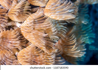 Coral Reef In Carbiiean Sea Social Feather Duster Close Up